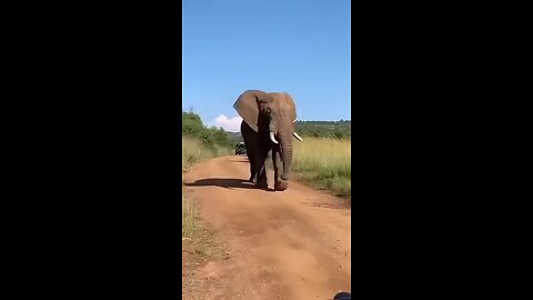 The elephant is in his element