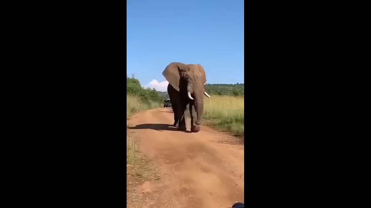 The elephant is in his element