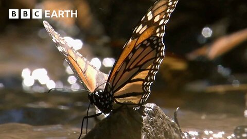 A Breathtaking Swarm of 100 Million Butterflies