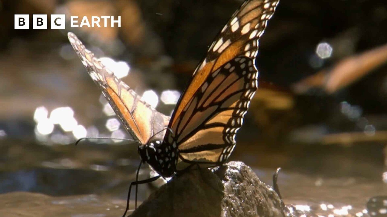 A Breathtaking Swarm of 100 Million Butterflies