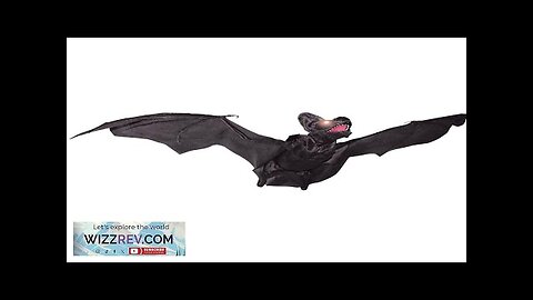 Animated Flying Bat 35 Inches Review