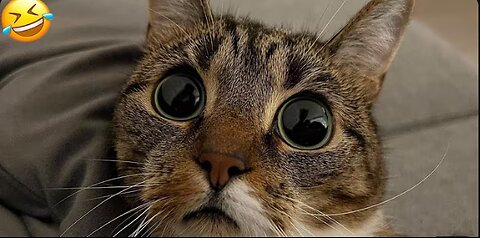 FUNNY ANIMALS VIDEOS 2024