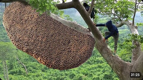 tree climbing skills without fear of heights harvesting honey from dangerous tall trees