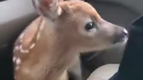 Fawn Bleats After Fire Rescue