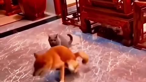 Funny Dog and Cat