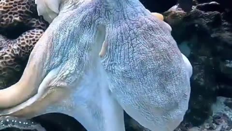 Found an alien in the ocean 👽