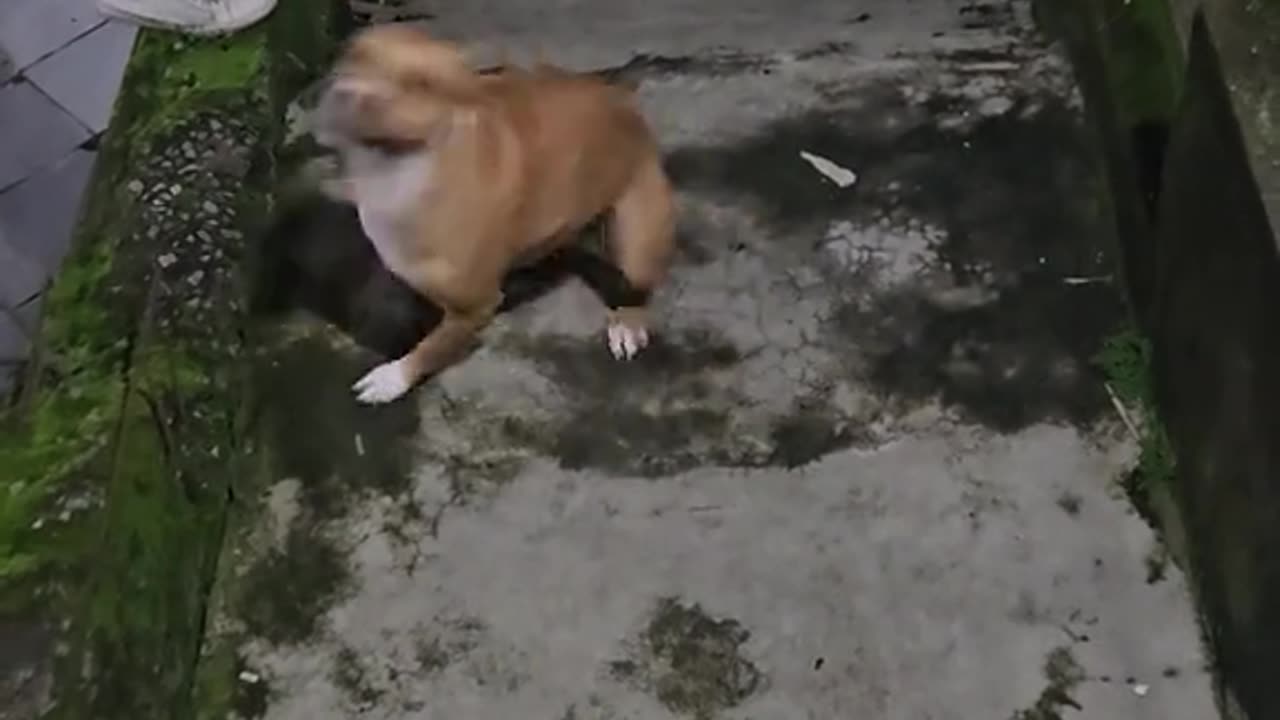 Look at the happiness of this little dog
