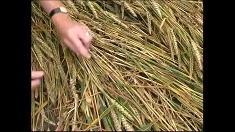 crop circle 3