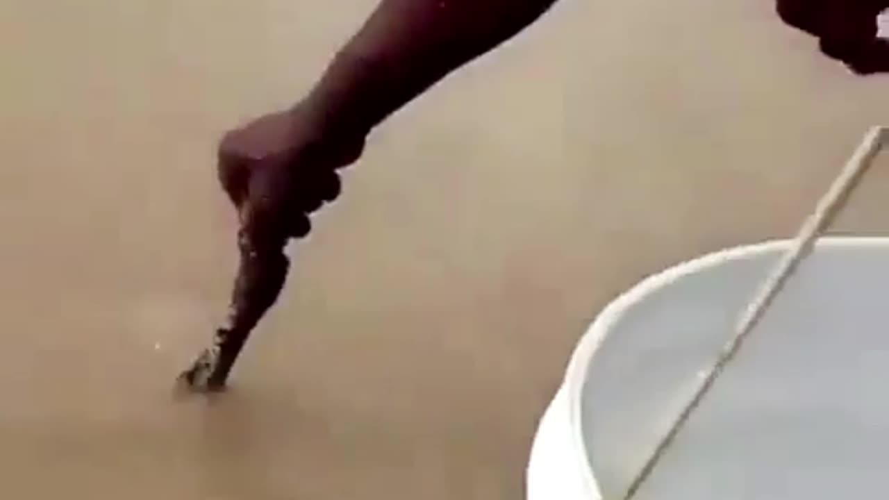 Catching Fish using Raw Meat