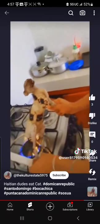 Haitian roasting a cat on his stove top in the kitchen......... Protect our pets