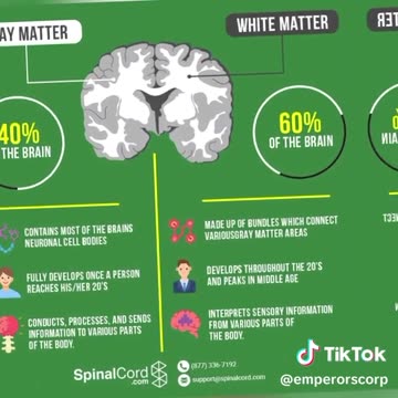 WHITE AND GREY MATTER WITHIN THE BRAIN