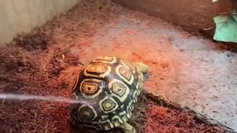 this tortoise has more hobbies than me