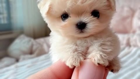 Cute little puppy 😍🐶 funny animal video