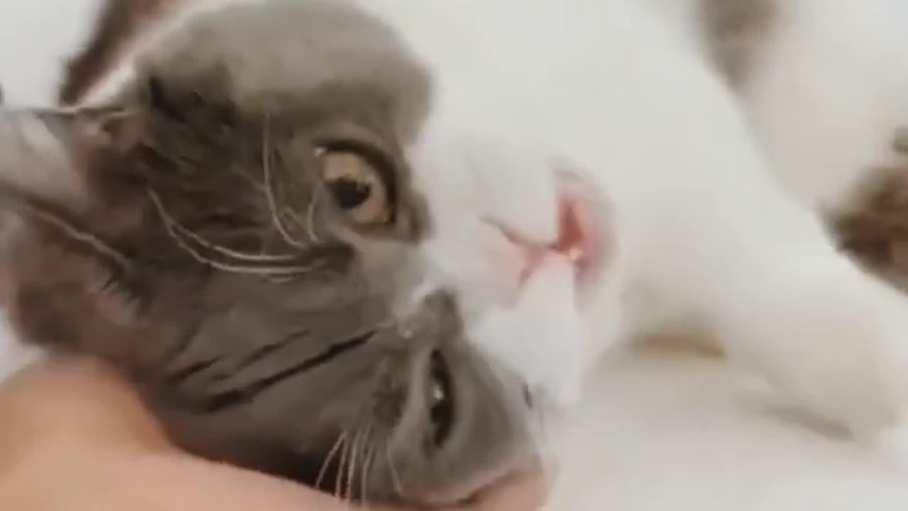 cute_cat