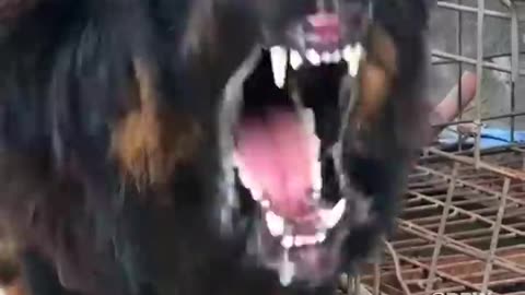 5 Most deadliest and dangerous dog in the world👹#dog