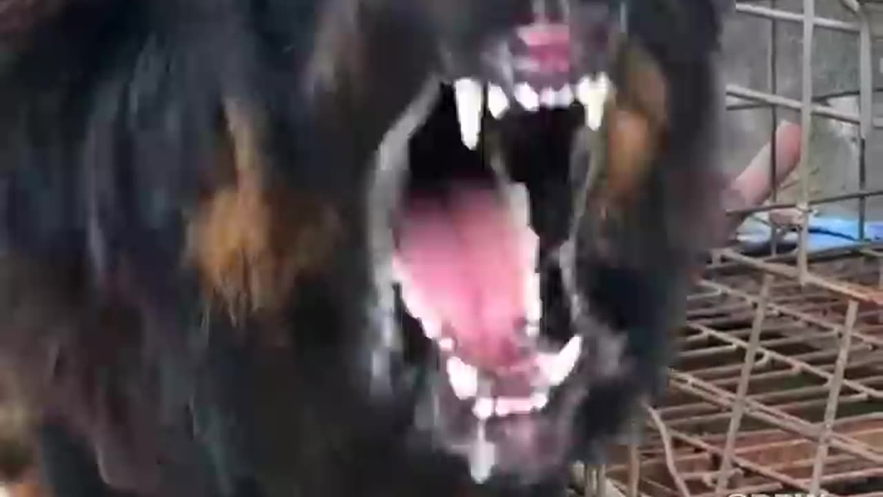 5 Most deadliest and dangerous dog in the world👹#dog
