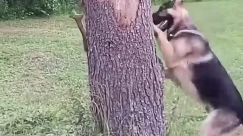 Funny Dogs