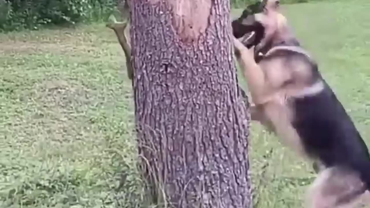 Funny Dogs