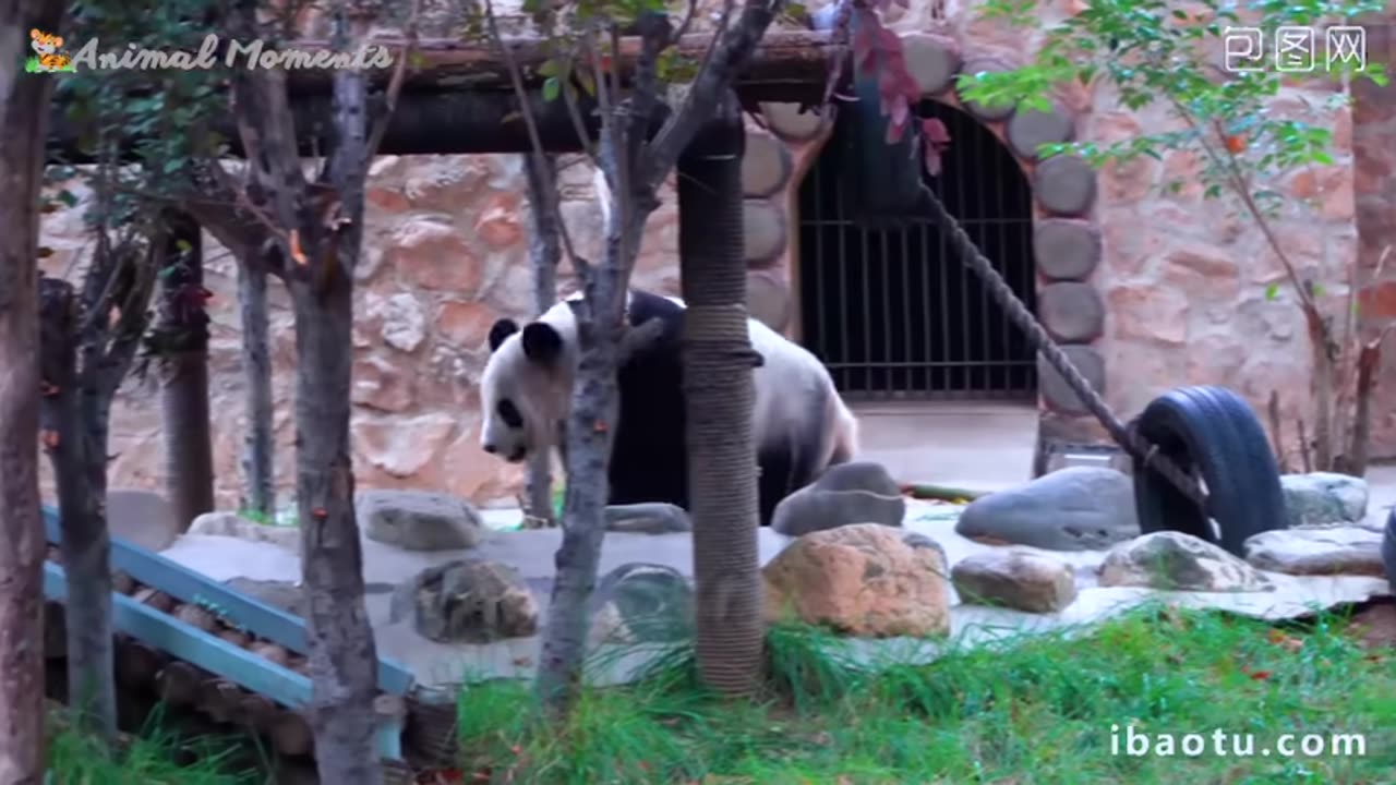 Beautiful Animal Moments - Dog, Cat, Chicken, Elephant, Cow, Sheep , Animal Sounds