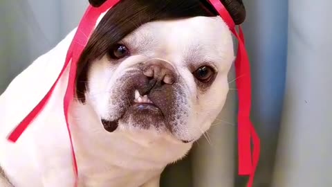"Pig; why does this dog look so much like a pig?"