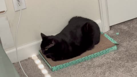 Cute Precious Piper Takes a Break on Her Tuffet - Adopting a Cat from a Shelter Vlog