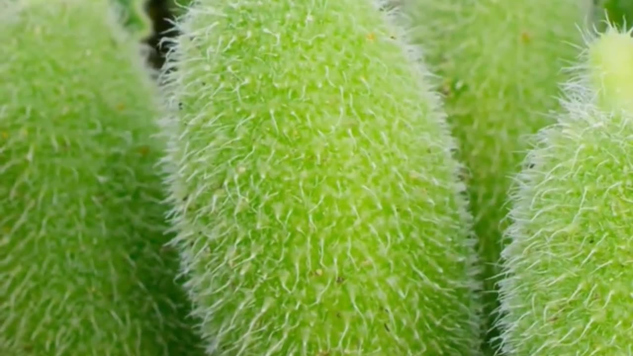 Nature's Most RIDICULOUS Defense Mechanisms