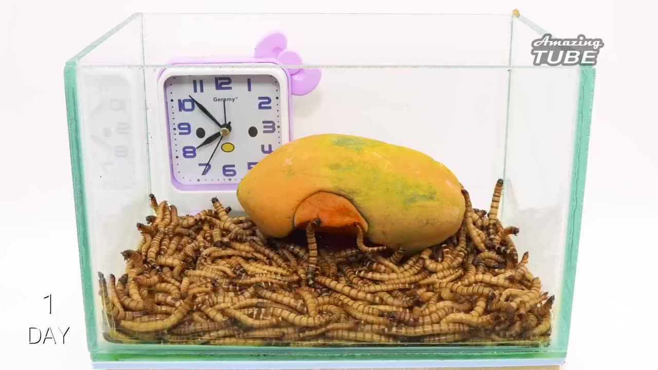 Mealworms VS Fruits - Time Lapse