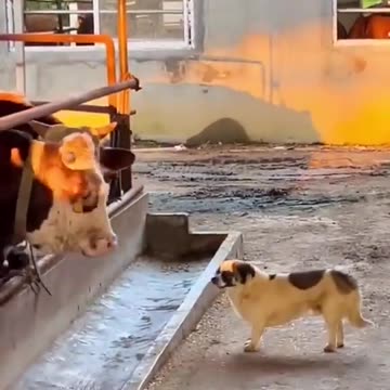 Funniest Animal Videos 😂 | Cute & Hilarious Pets Compilation!