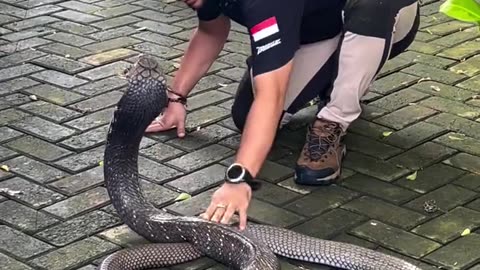 How did you kiss King Cobra snake like a wife?