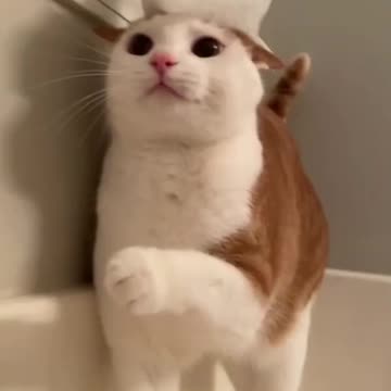 A very funny cat is being spoiled