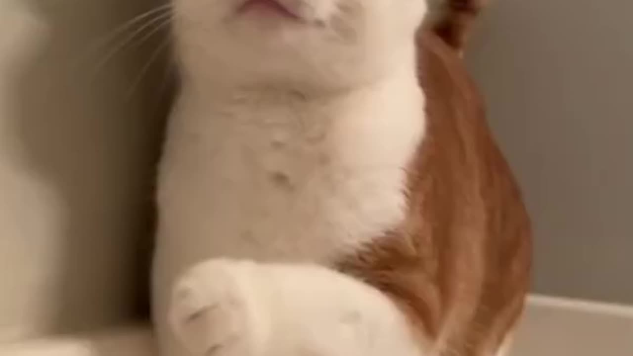 A very funny cat is being spoiled