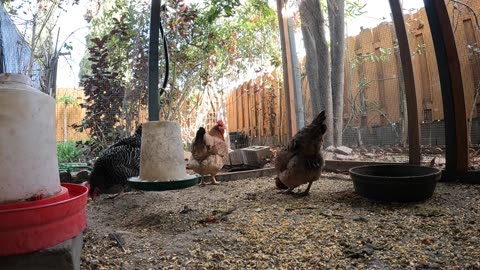 Backyard Chickens In The Morning Sounds Noises Hens Roosters!