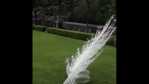 White peacock opening feathers. The most beautiful white peacoc