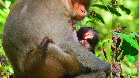 Only 3 Days Old Newborn Baby Monkey BABETTE Now Mom Puts Her On The Stone