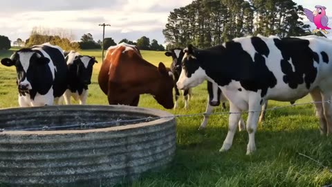 COW VIDEO