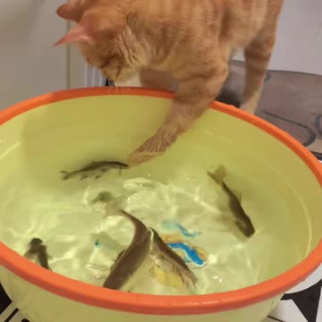 Funny time with cat fishing scene video 2025 SKC.com 35