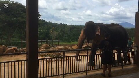 Pinnawala Elephant Orphanage | Sri Lanka | 🇱🇰 🐘