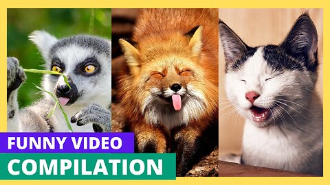 Funny animals video| compilation| try not to laugh