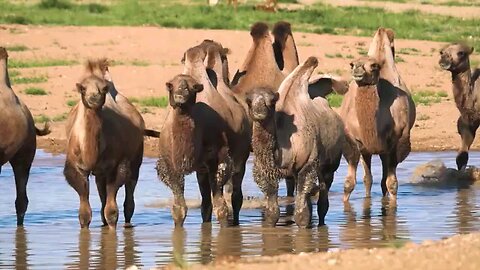 Wildlife Animals | Safari Moments | Forest