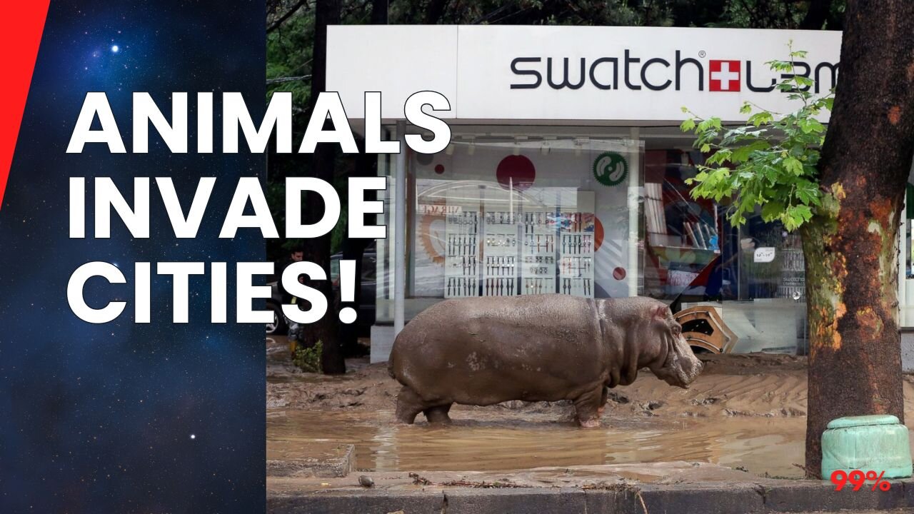 Animals Take Over Cities! Shocking Footage You Won't Believe!