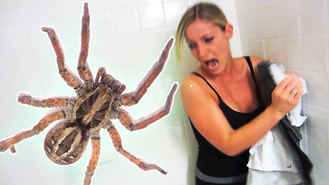 EXTREME SPIDER SCARE