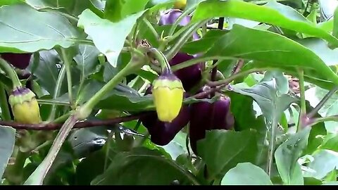 Oda Purple Peppers and the Color Changes They Go Through