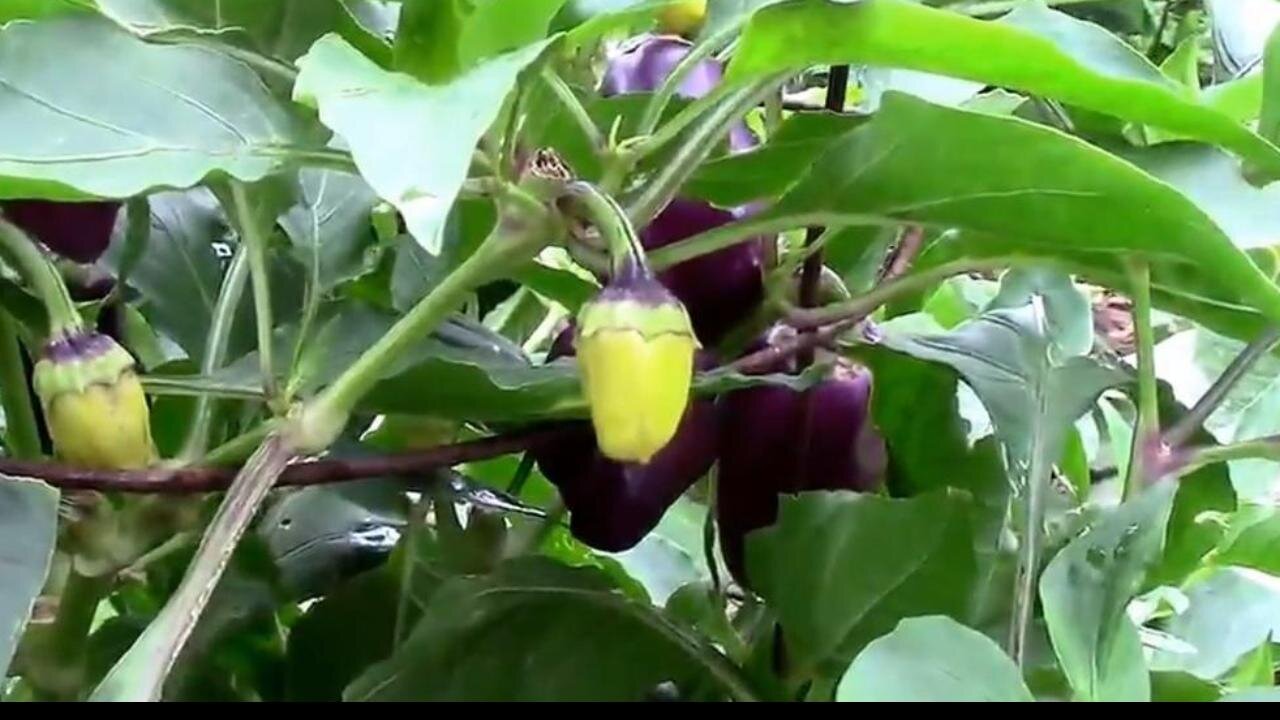 Oda Purple Peppers and the Color Changes They Go Through