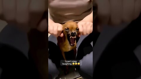 Animal Funny Video