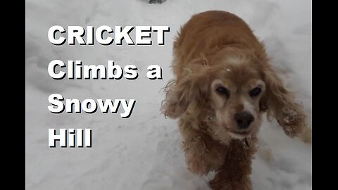 Cricket tries to Climb a Snowy Hill while Wally Blocks the path back down | Feb 2025