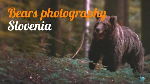 Lightroom Tutorial BASICS: Bears Photography | Photo Editing Masterclass