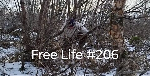 Free Life #206