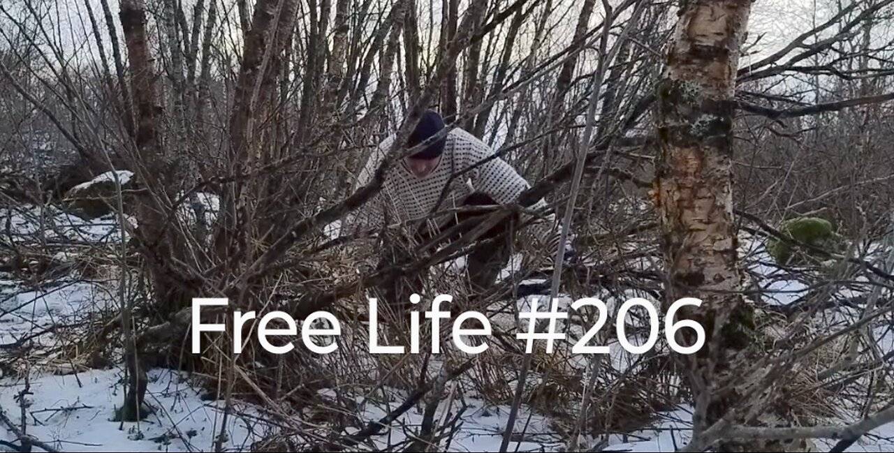 Free Life #206