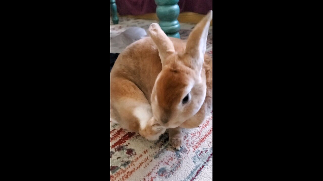 Cleaning her cute little bunny foot