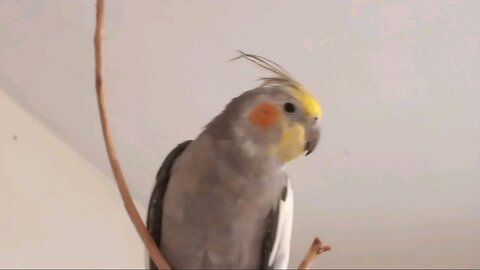 Our Adorable Cockatiel